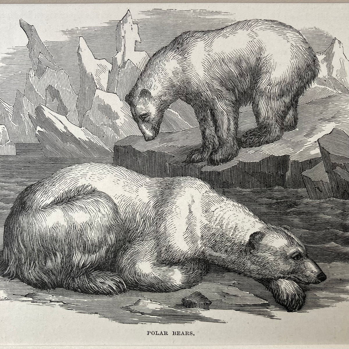 1880s Polar Bear Mounted Print ~ 8 x 10"