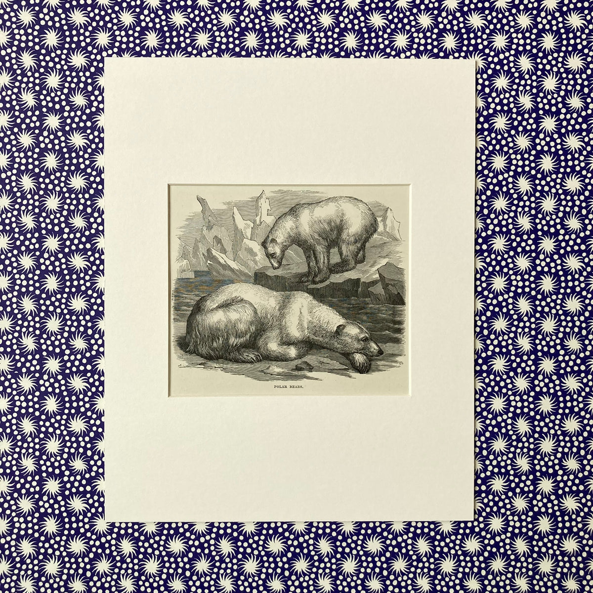 1880s Polar Bear Mounted Print ~ 8 x 10"