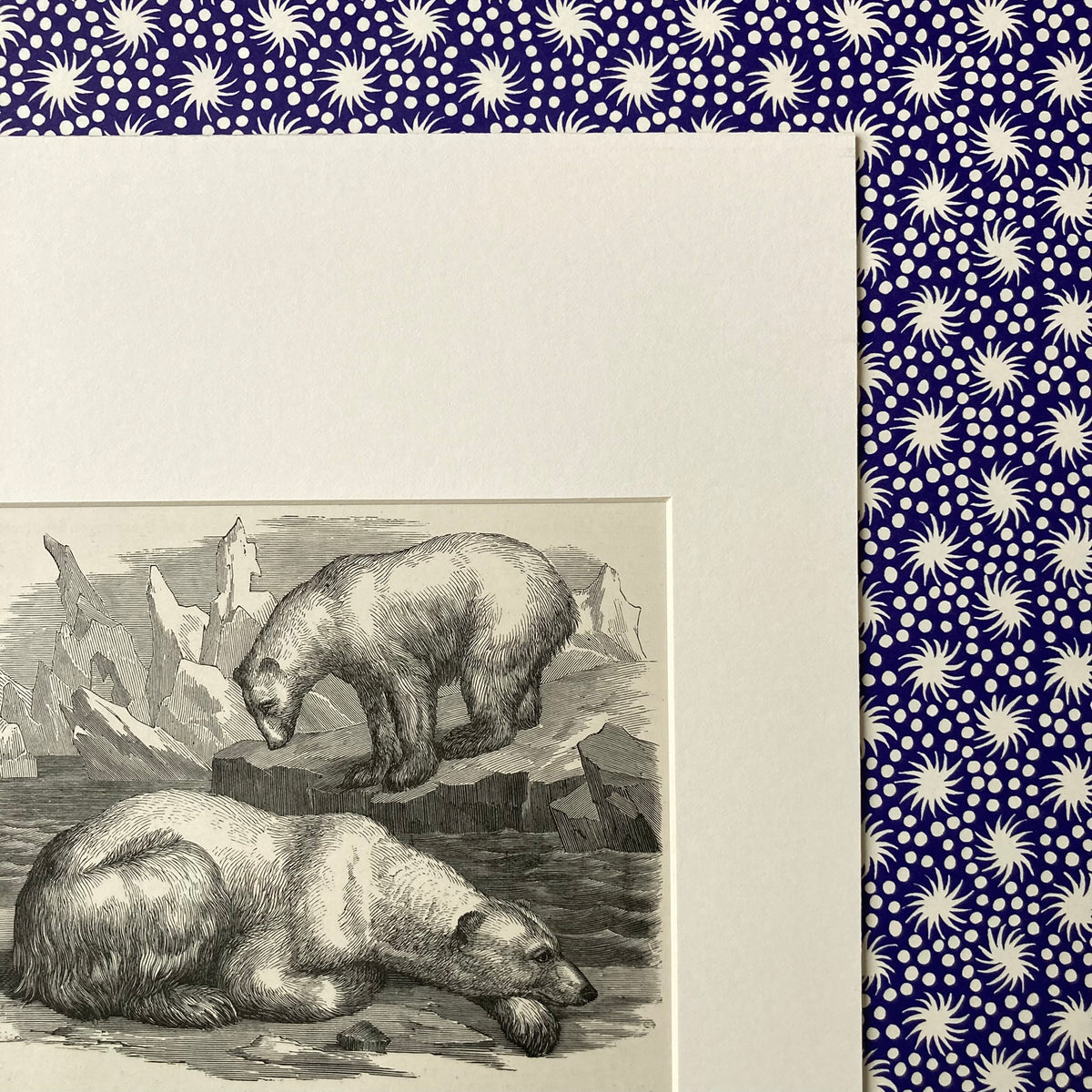 1880s Polar Bear Mounted Print ~ 8 x 10"