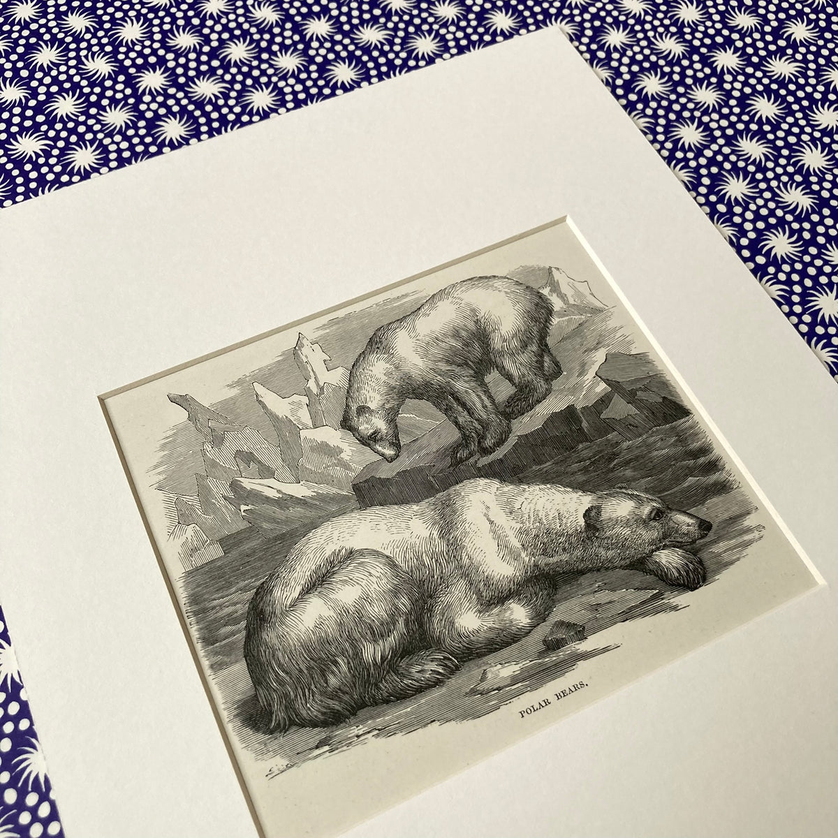 1880s Polar Bear Mounted Print ~ 8 x 10"