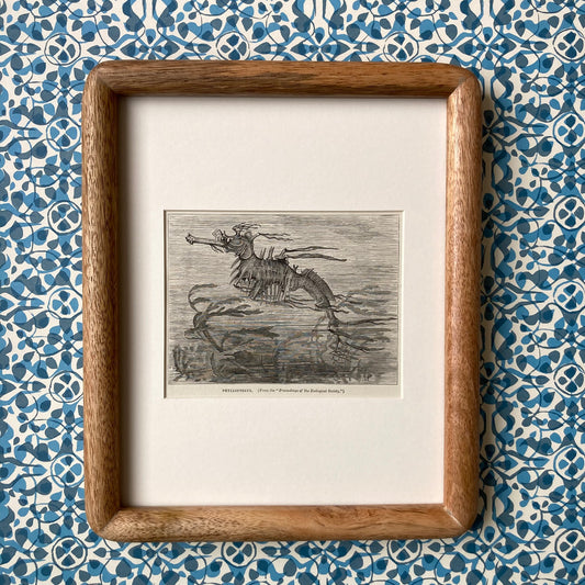 1880s Seadragon Mounted Print ~ 8 x 10"