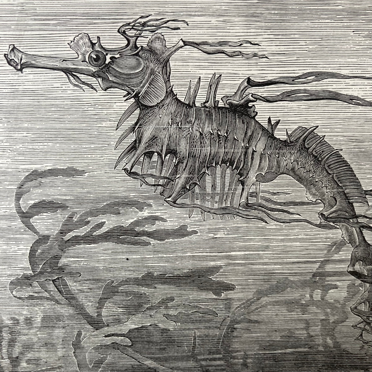 1880s Seadragon Mounted Print ~ 8 x 10"