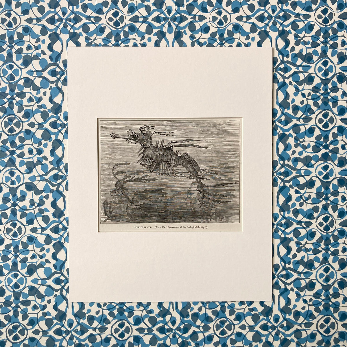 1880s Seadragon Mounted Print ~ 8 x 10"