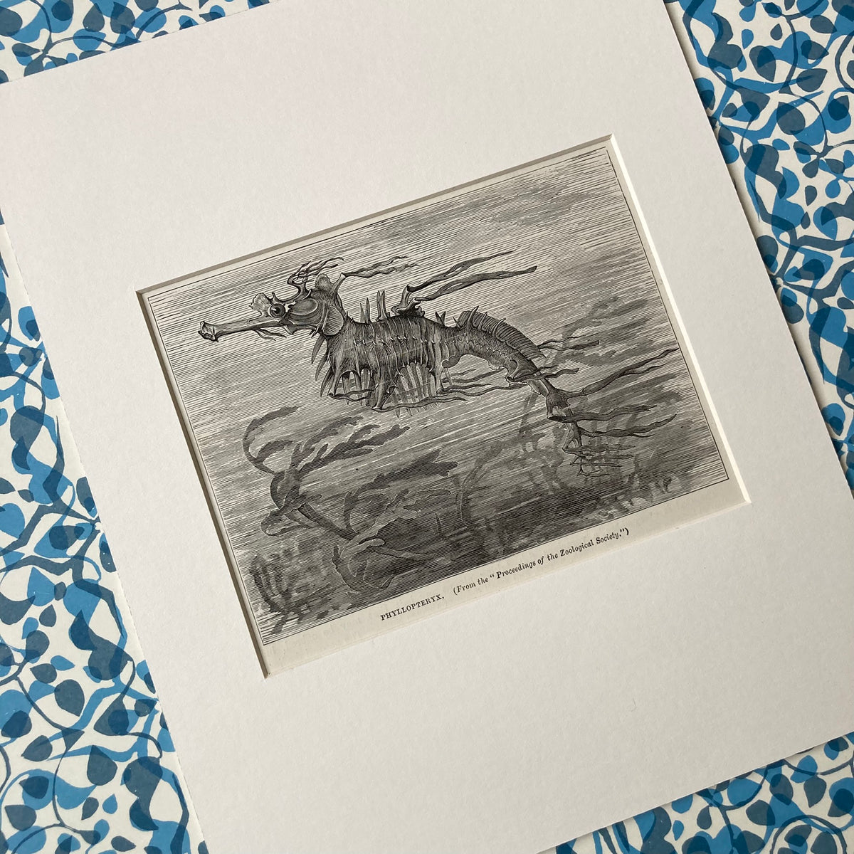 1880s Seadragon Mounted Print ~ 8 x 10"