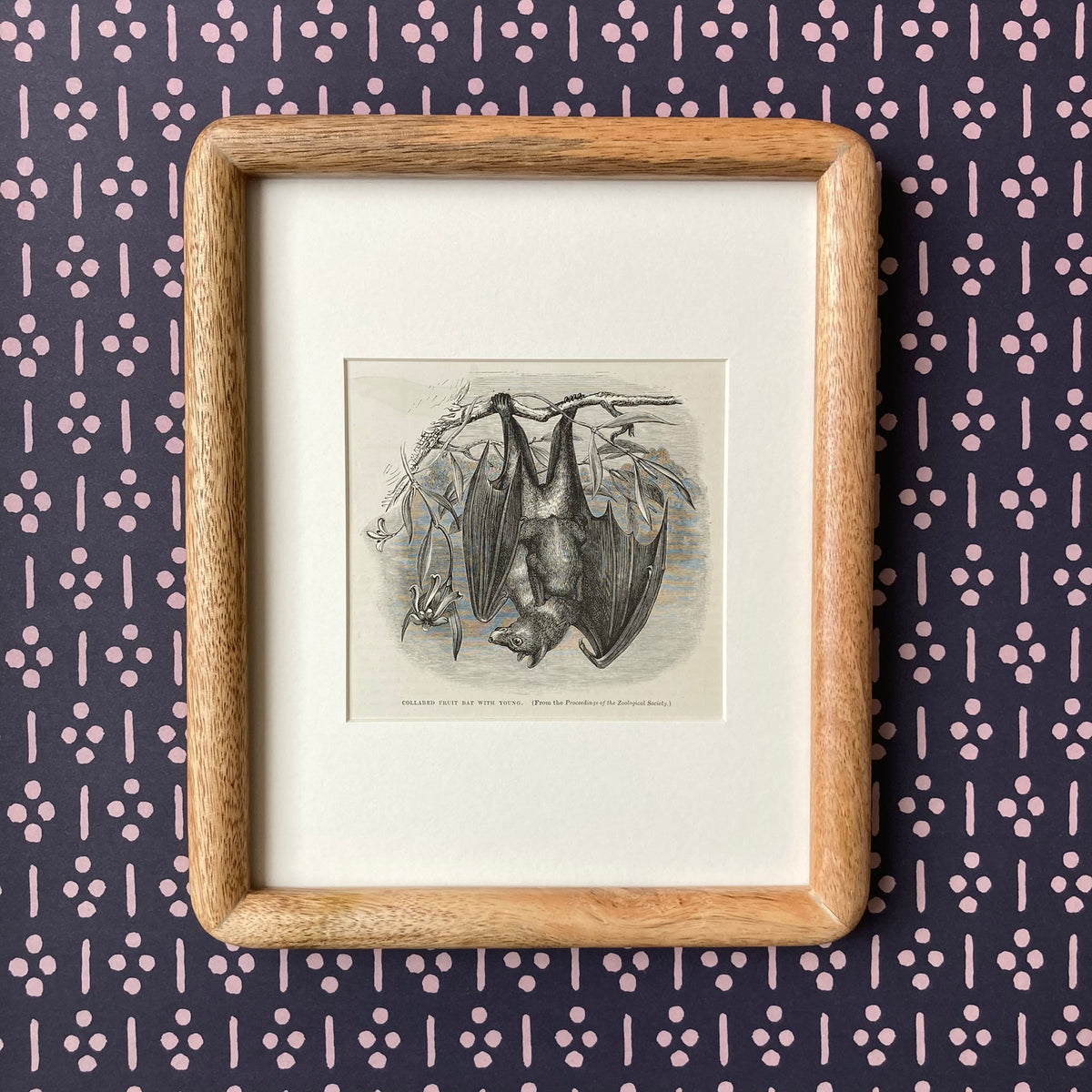 1880s Fruit Bat Mounted Print ~ 8 x 10"