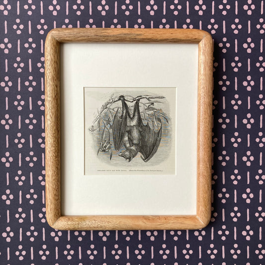 1880s Fruit Bat Mounted Print ~ 8 x 10"