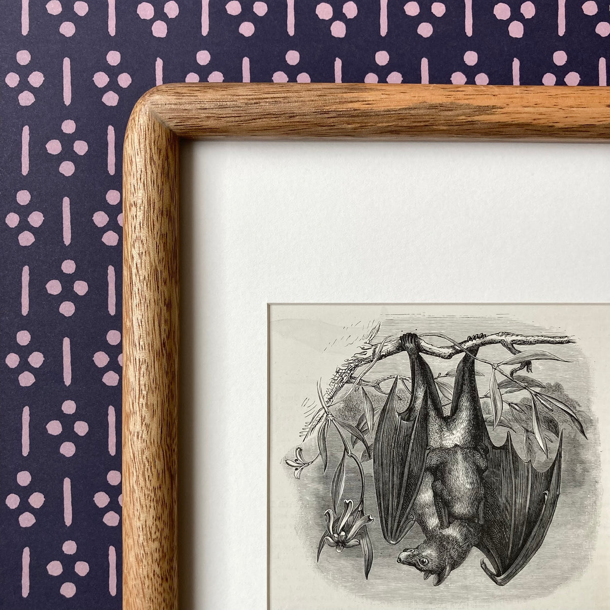 1880s Fruit Bat Mounted Print ~ 8 x 10"