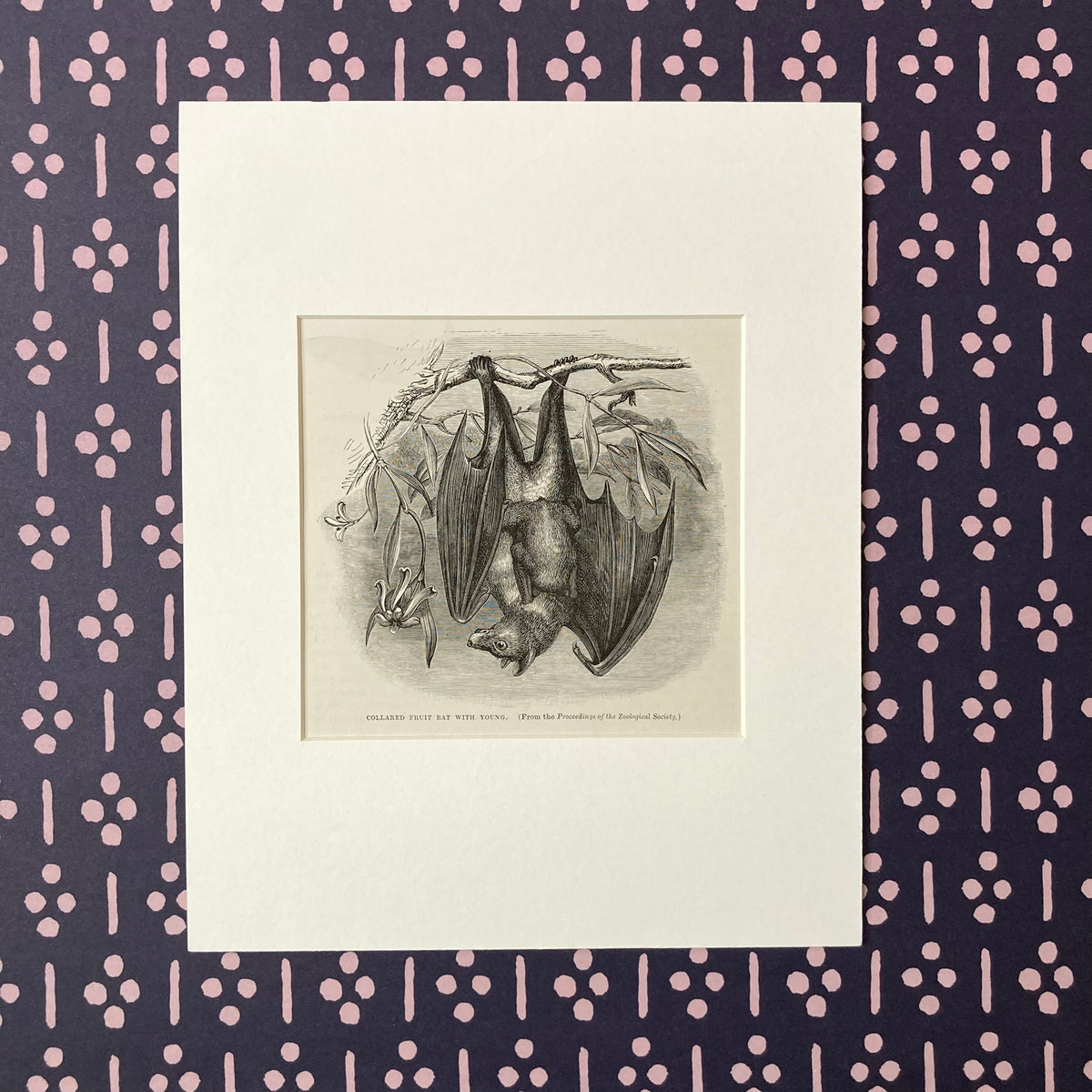 1880s Fruit Bat Mounted Print ~ 8 x 10"