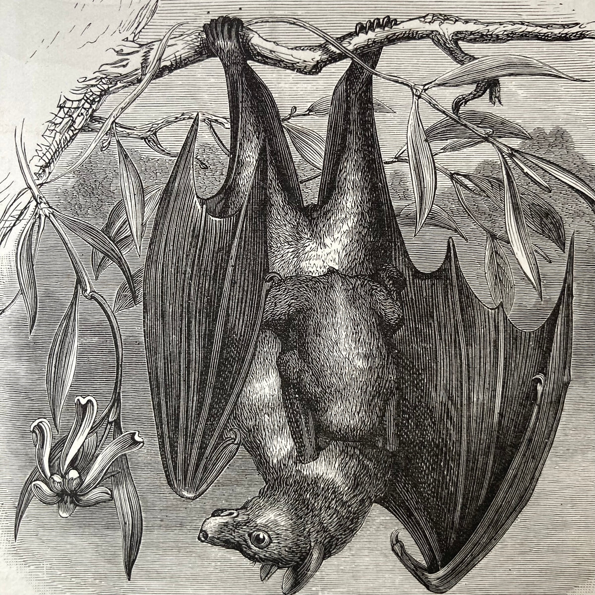 1880s Fruit Bat Mounted Print ~ 8 x 10"