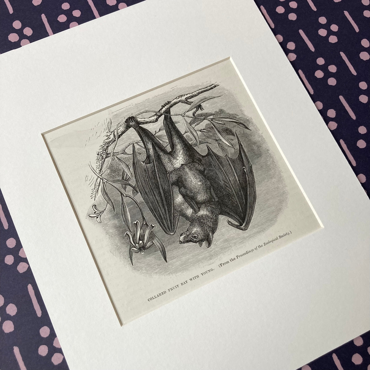 1880s Fruit Bat Mounted Print ~ 8 x 10"