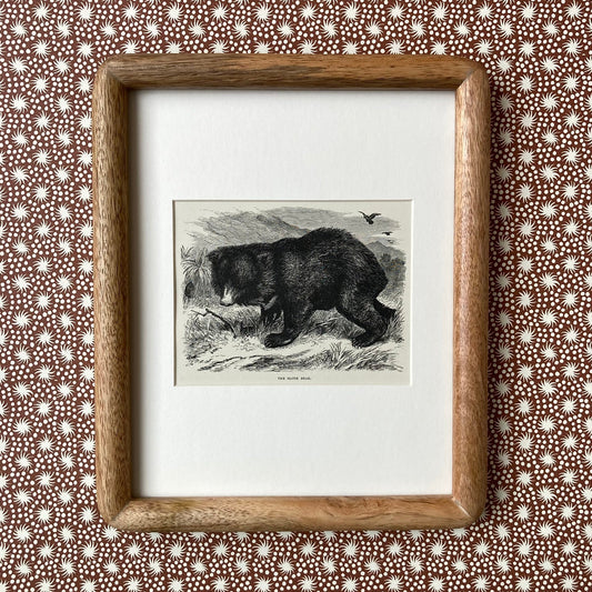 1880s Sloth Bear Mounted Print ~ 8 x 10"