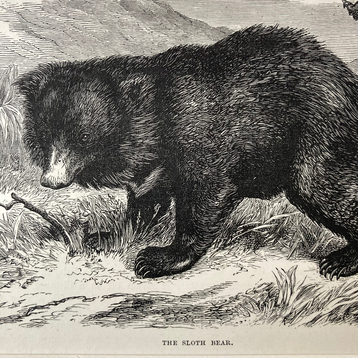 1880s Sloth Bear Mounted Print ~ 8 x 10"