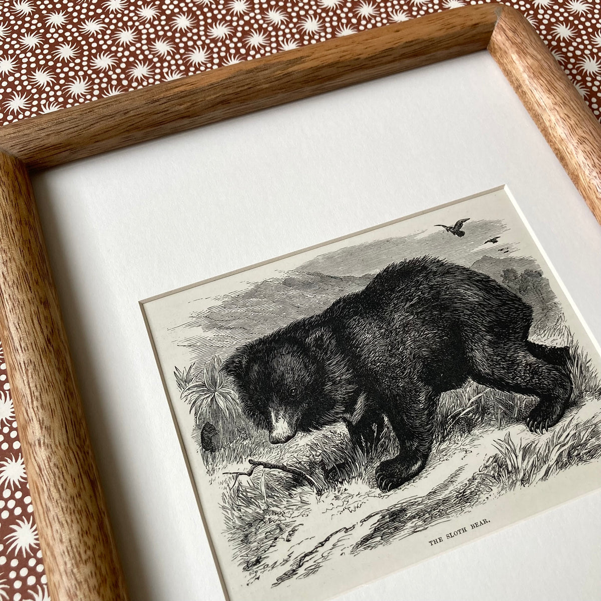 1880s Sloth Bear Mounted Print ~ 8 x 10"
