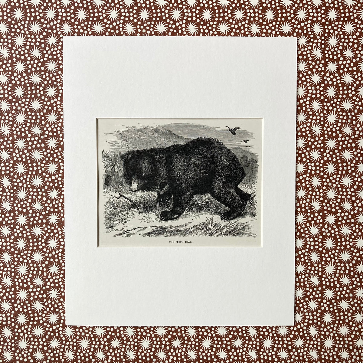 1880s Sloth Bear Mounted Print ~ 8 x 10"