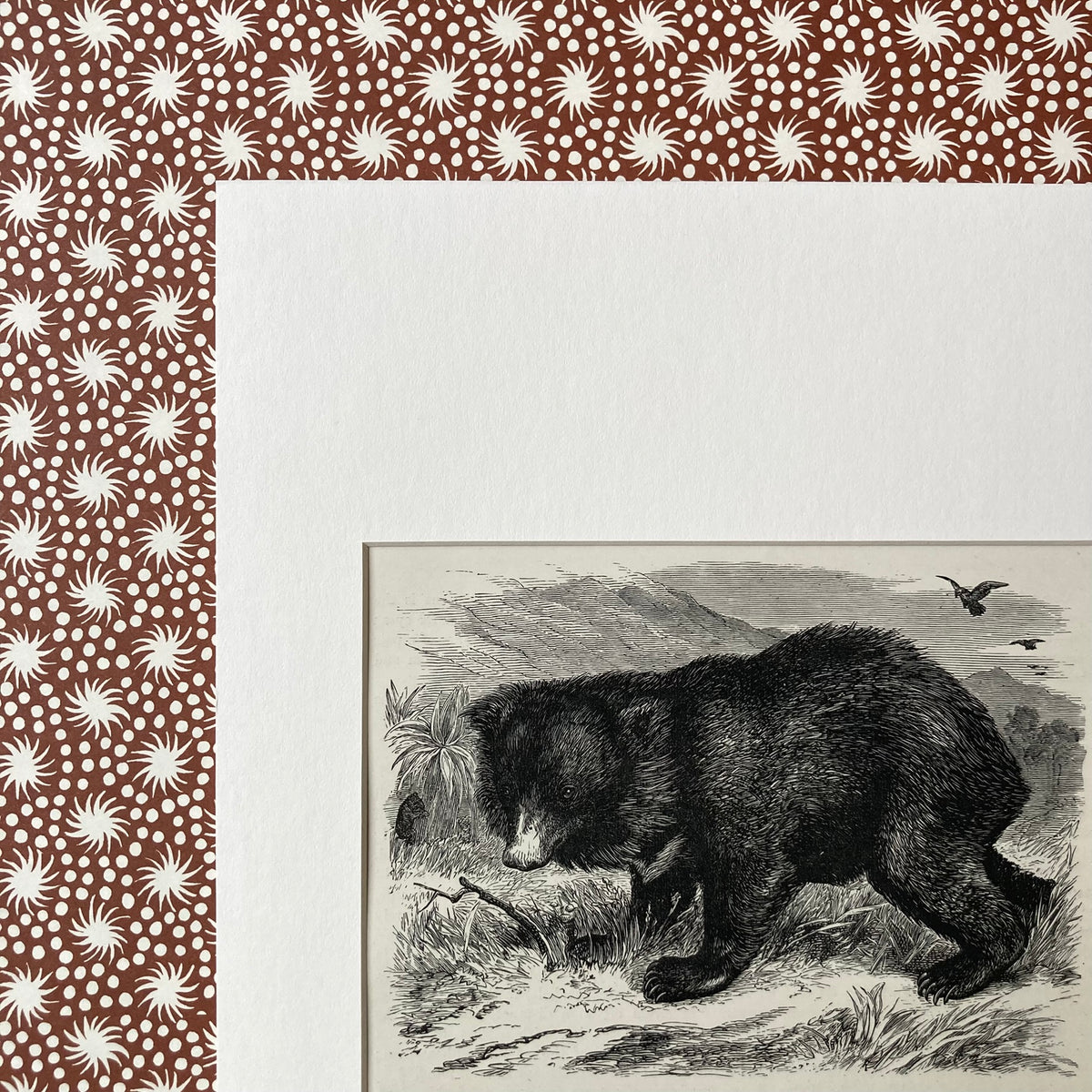 1880s Sloth Bear Mounted Print ~ 8 x 10"
