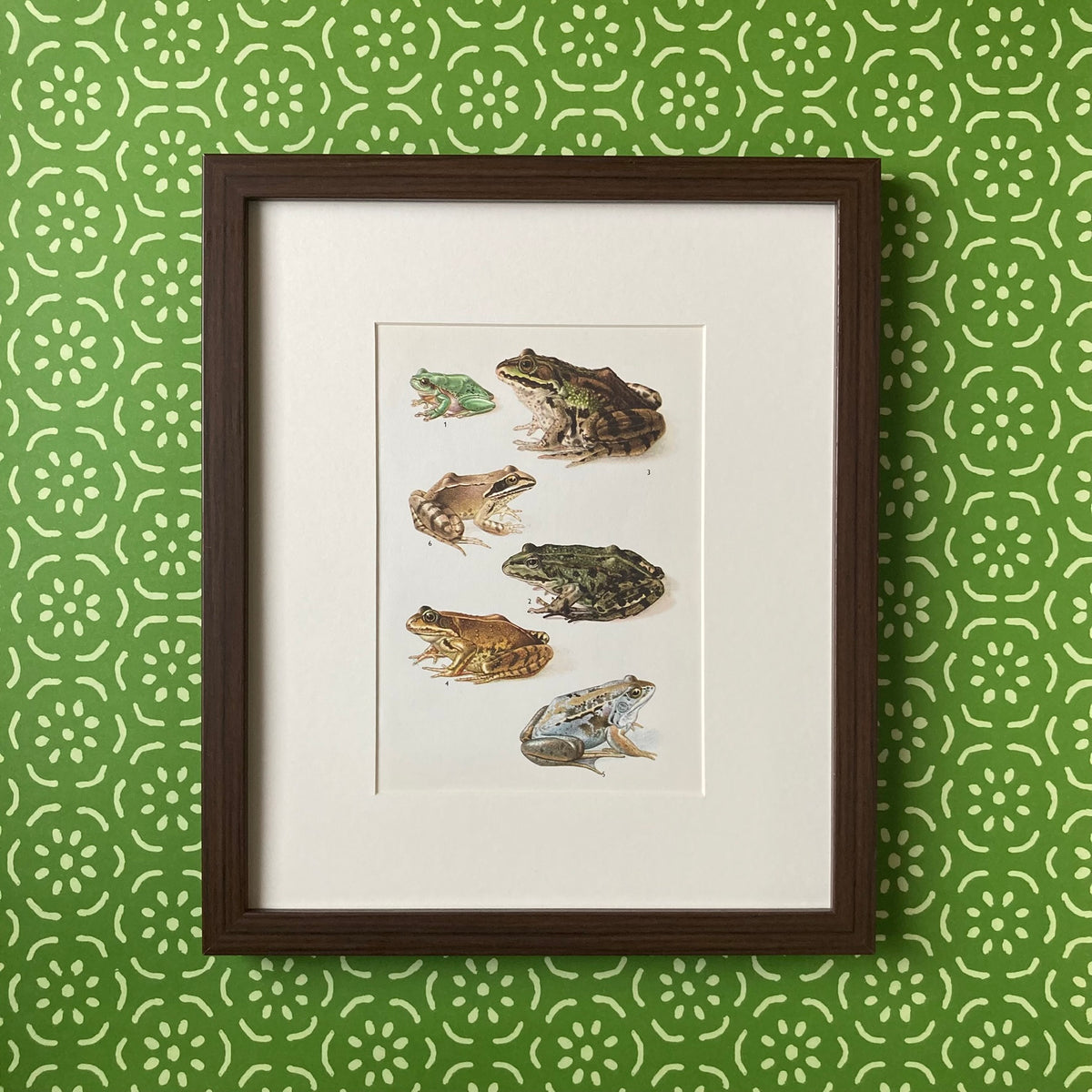 1970s Garden Frogs Mounted Print ~ 10 x 12"