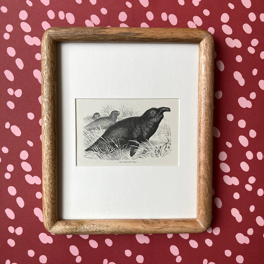 1880s Elephant Seal Mounted Print ~ 8 x 10"