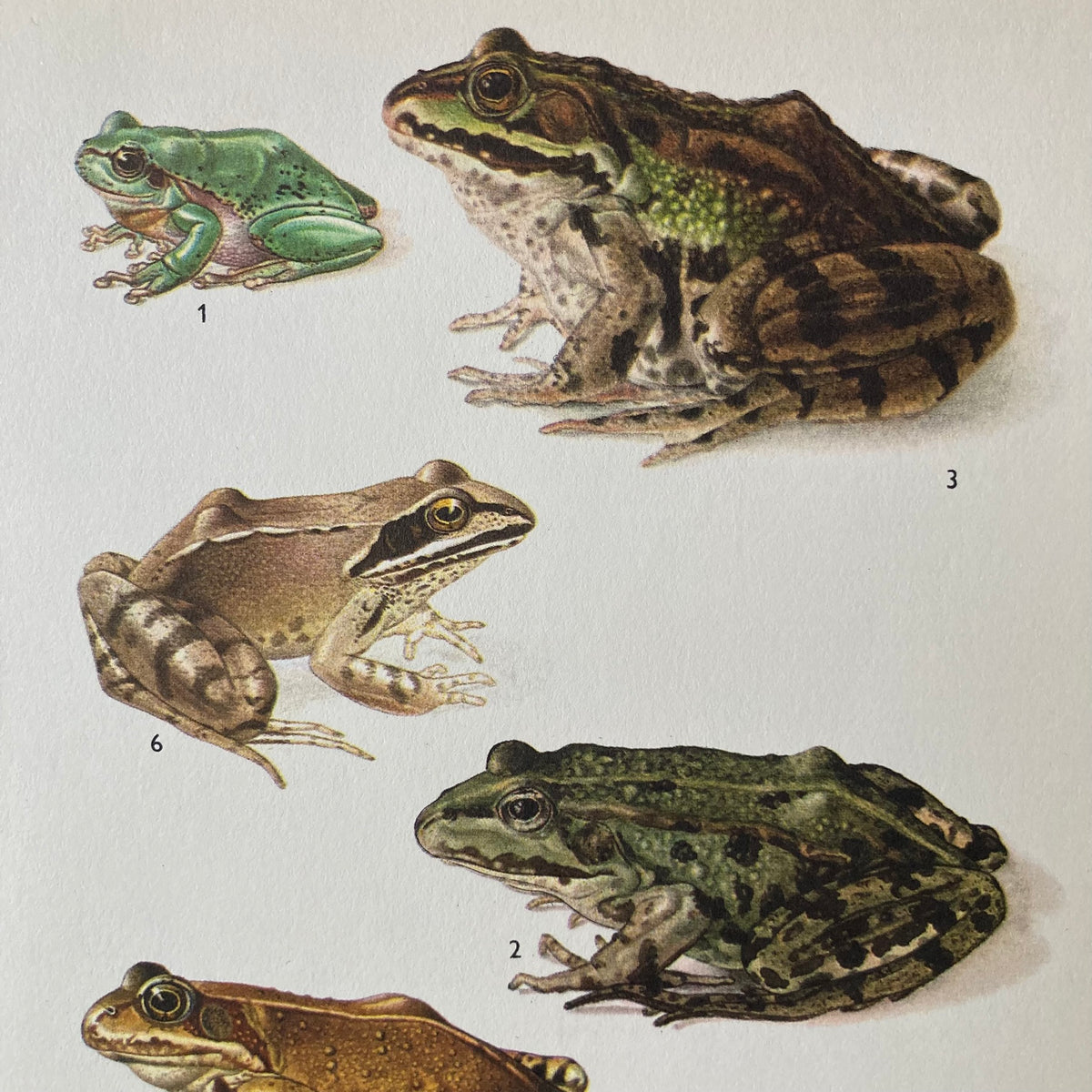 1970s Garden Frogs Mounted Print ~ 10 x 12"
