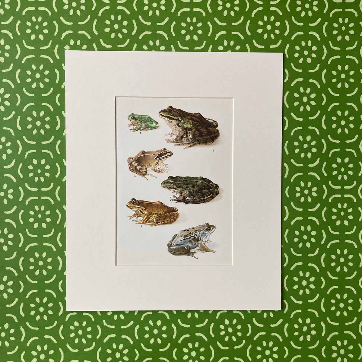1970s Garden Frogs Mounted Print ~ 10 x 12"