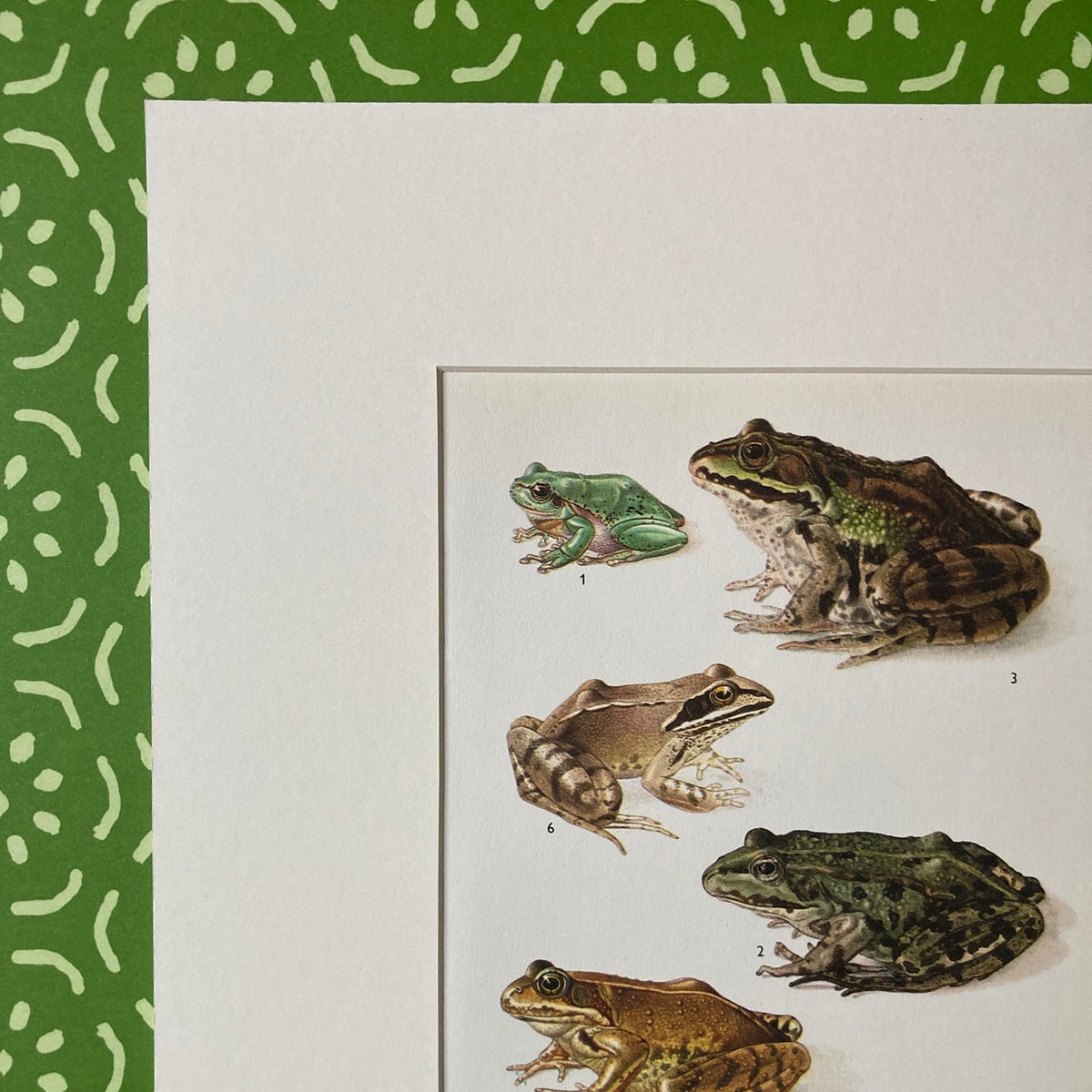 1970s Garden Frogs Mounted Print ~ 10 x 12"