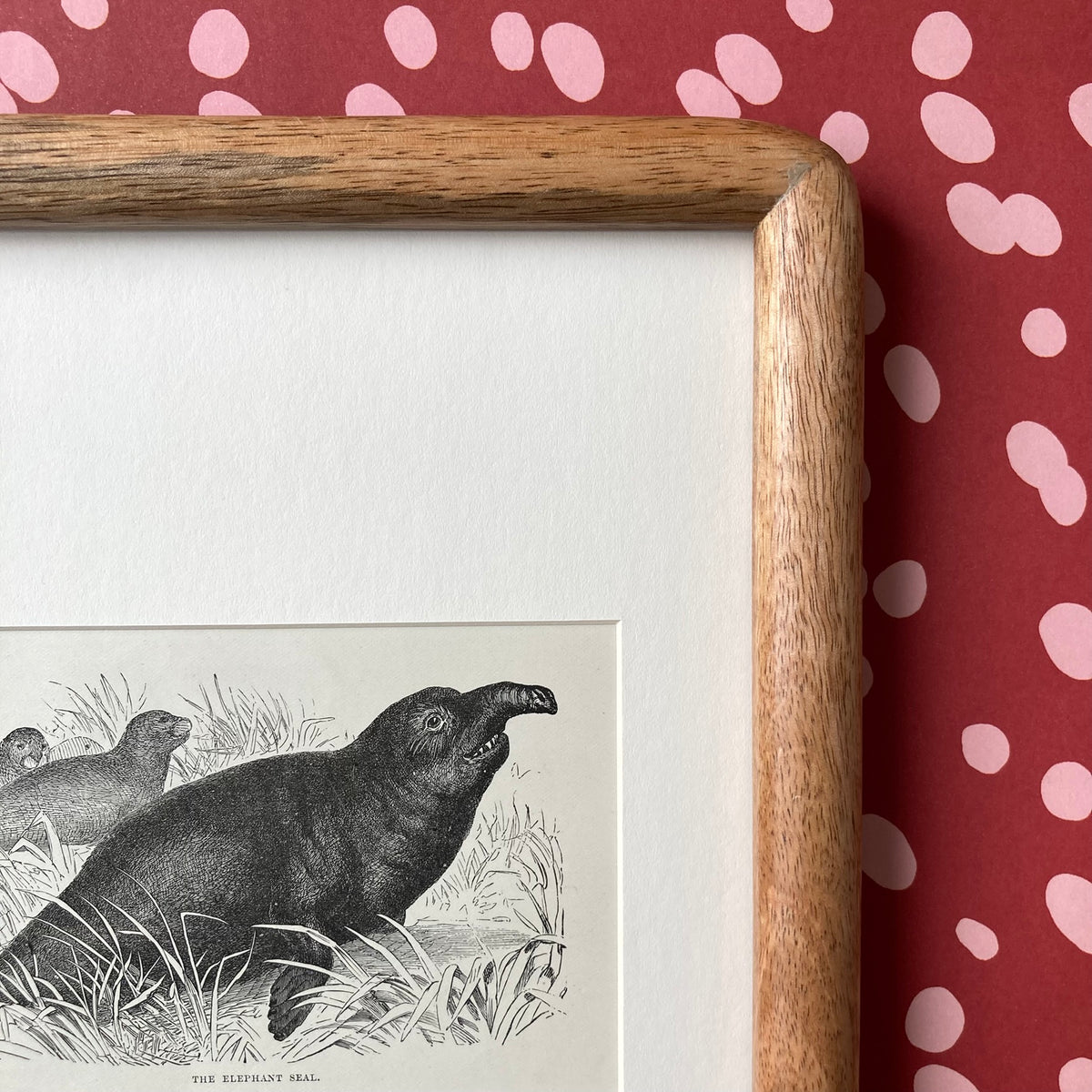 1880s Elephant Seal Mounted Print ~ 8 x 10"