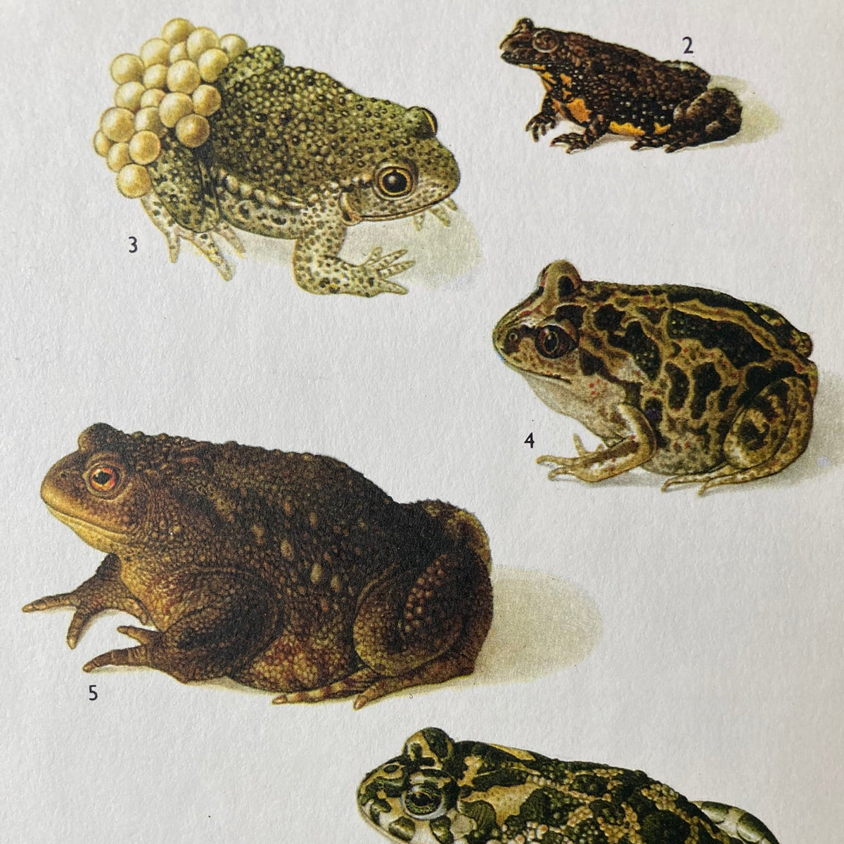 1970s Garden Toads Mounted Print ~ 10 x 12"