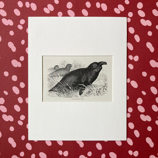 1880s Elephant Seal Mounted Print ~ 8 x 10"