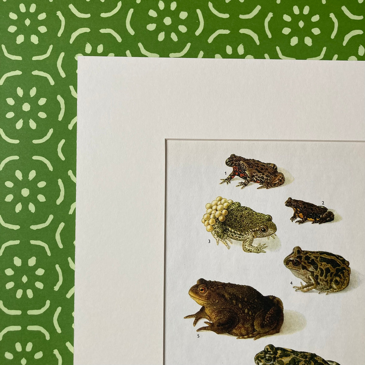 1970s Garden Toads Mounted Print ~ 10 x 12"
