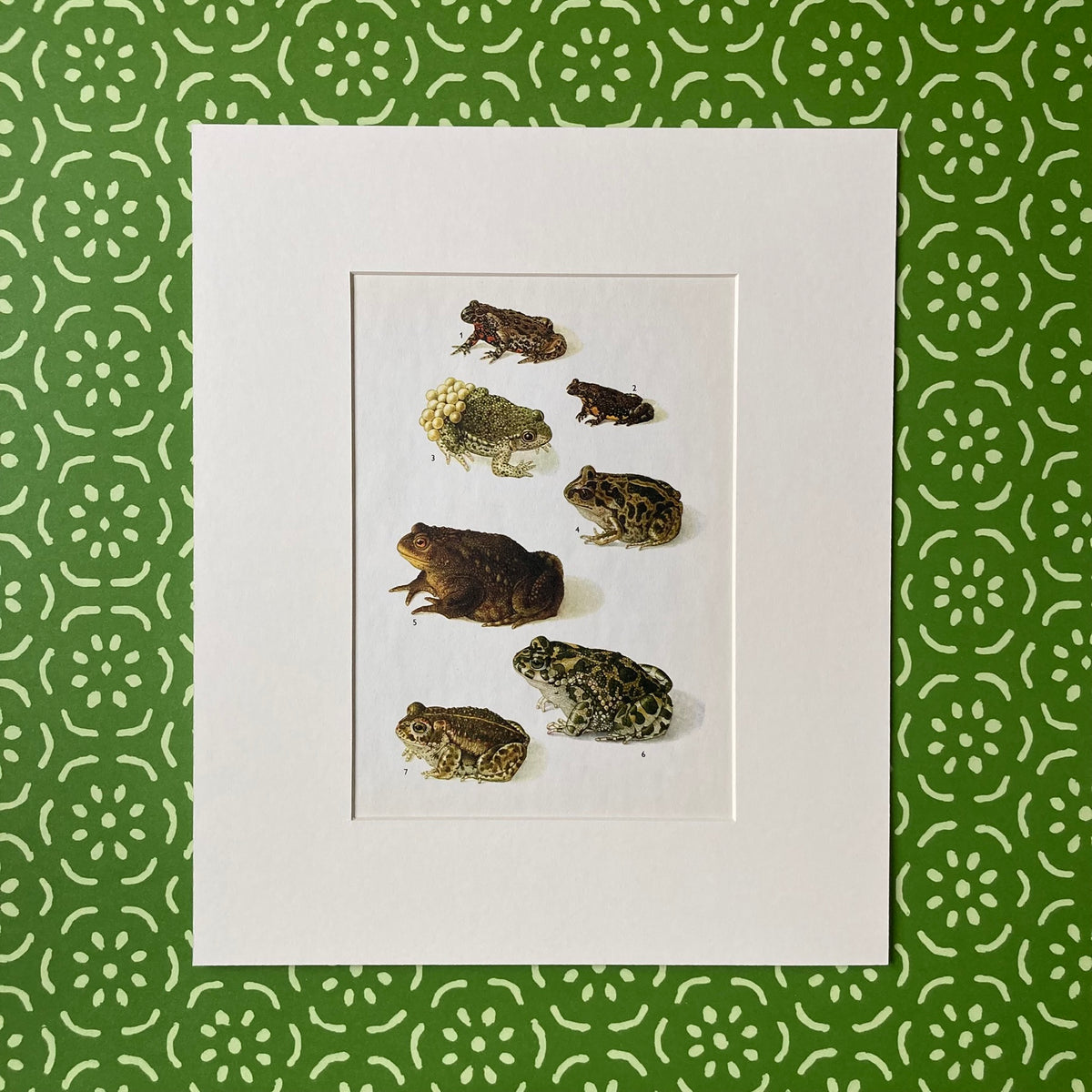 1970s Garden Toads Mounted Print ~ 10 x 12"