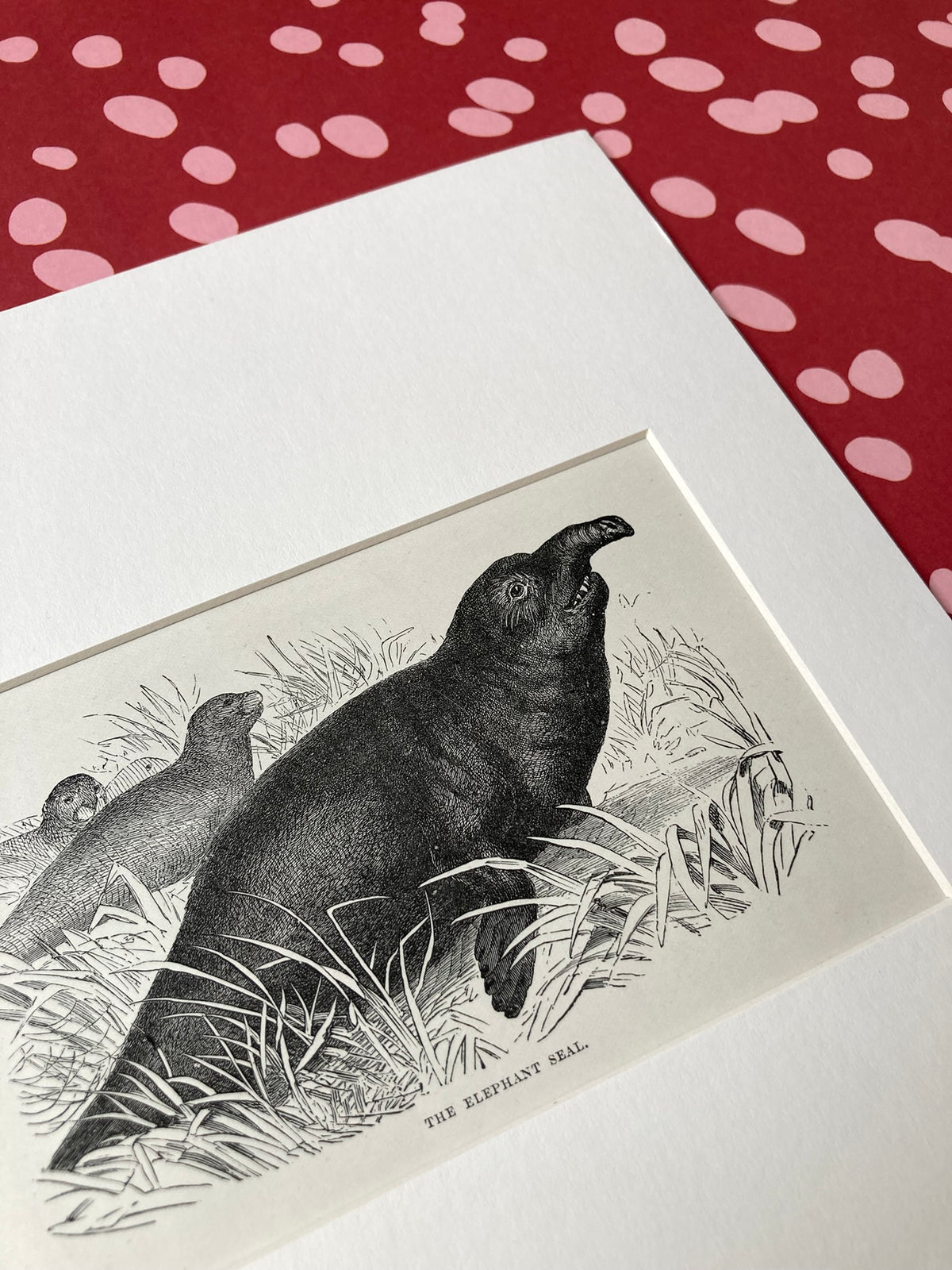 1880s Elephant Seal Mounted Print ~ 8 x 10"