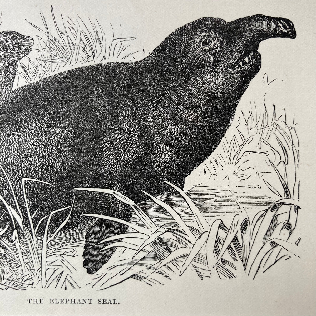 1880s Elephant Seal Mounted Print ~ 8 x 10"