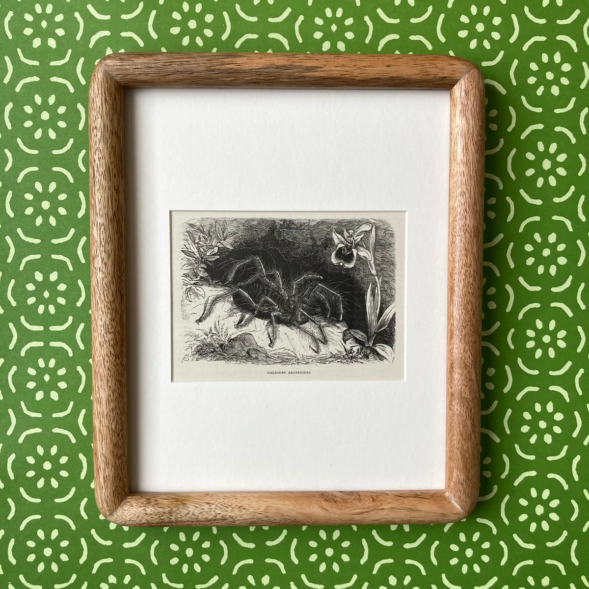 1880s Hairy Spider Mounted Print ~ 8 x 10"