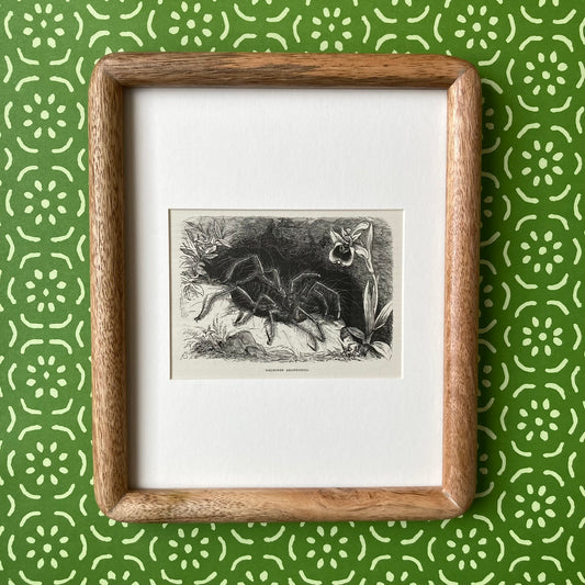 1880s Hairy Spider Mounted Print ~ 8 x 10"