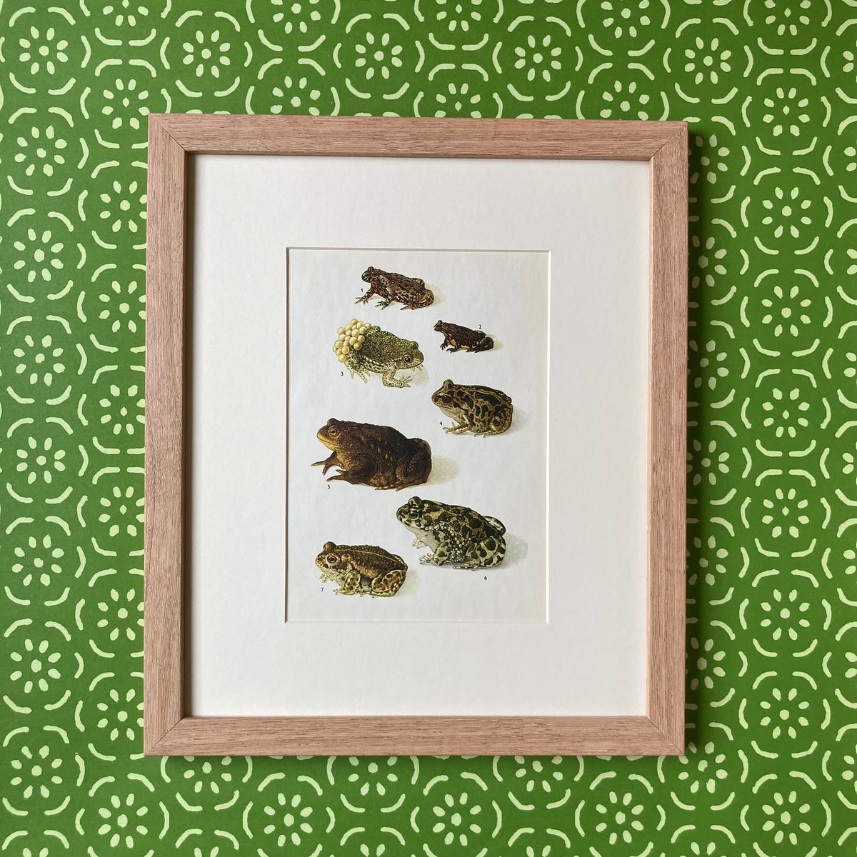 1970s Garden Toads Mounted Print ~ 10 x 12"