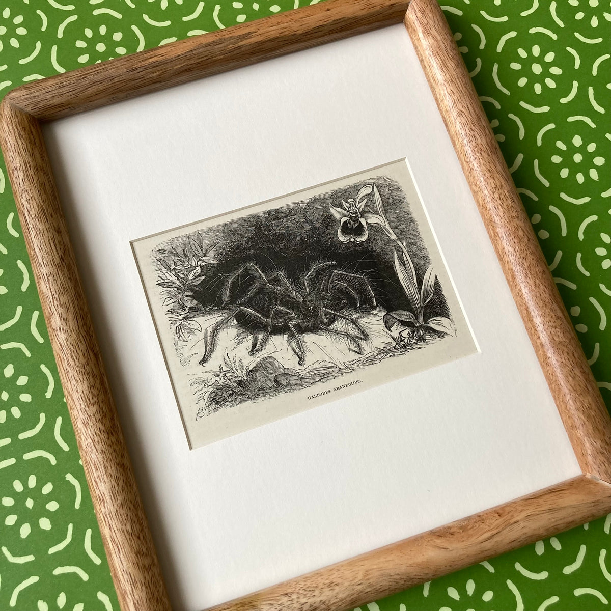 1880s Hairy Spider Mounted Print ~ 8 x 10"
