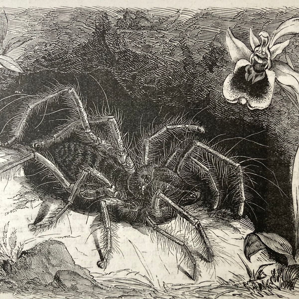 1880s Hairy Spider Mounted Print ~ 8 x 10"