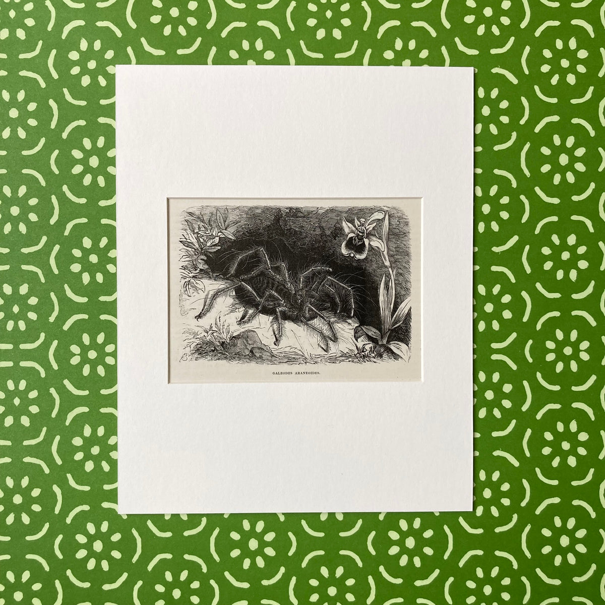 1880s Hairy Spider Mounted Print ~ 8 x 10"