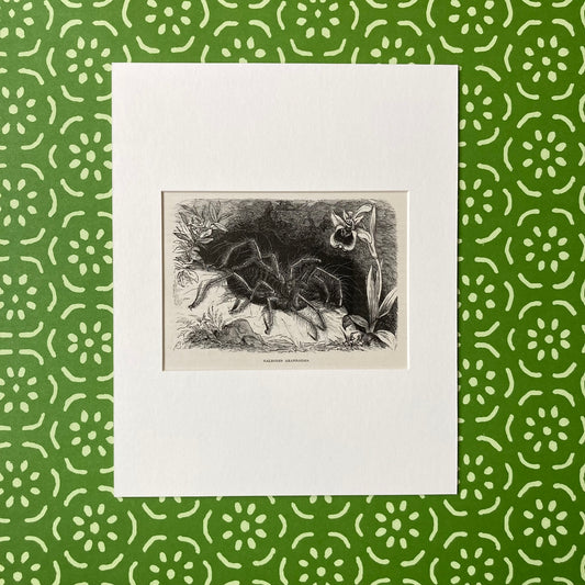 1880s Hairy Spider Mounted Print ~ 8 x 10"