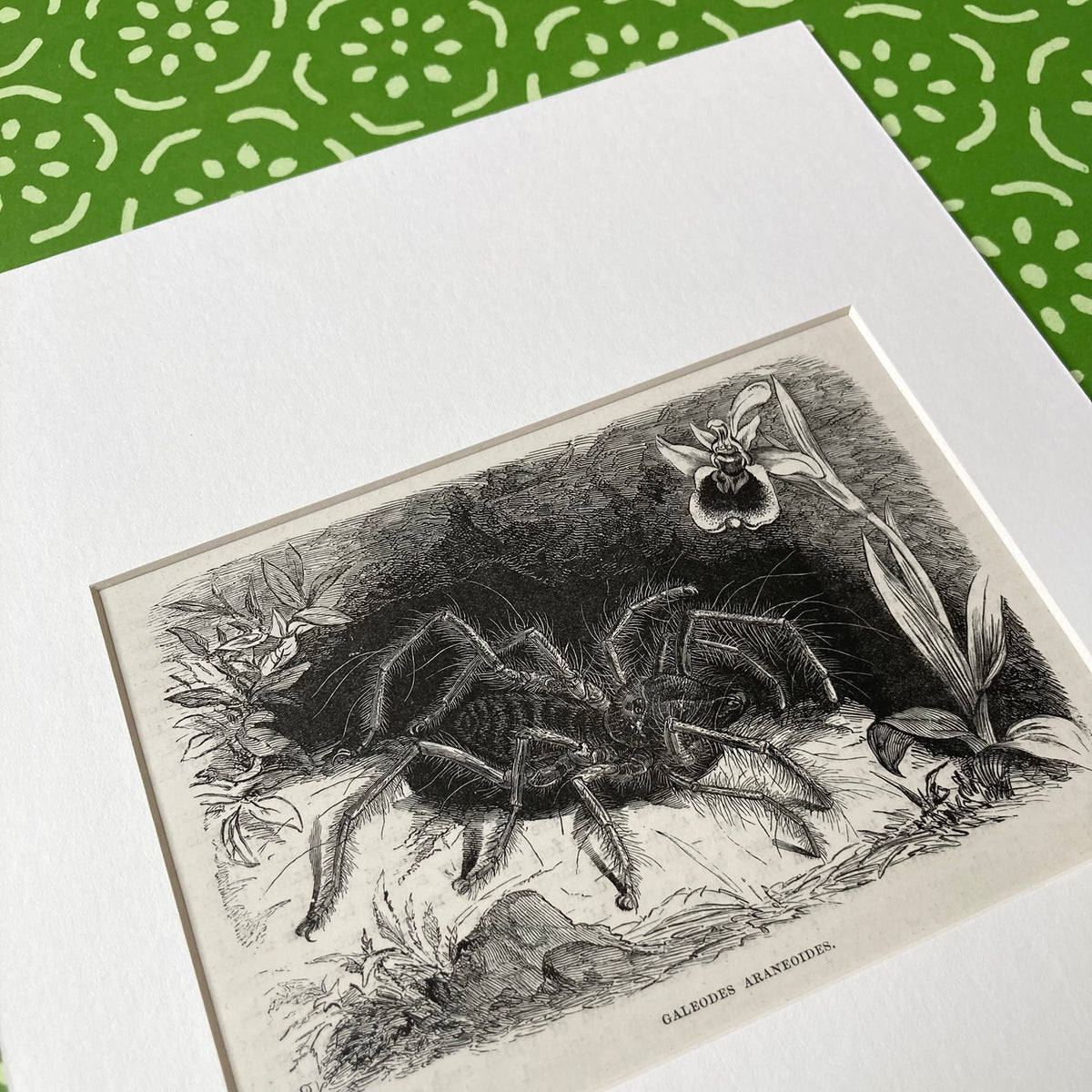 1880s Hairy Spider Mounted Print ~ 8 x 10"