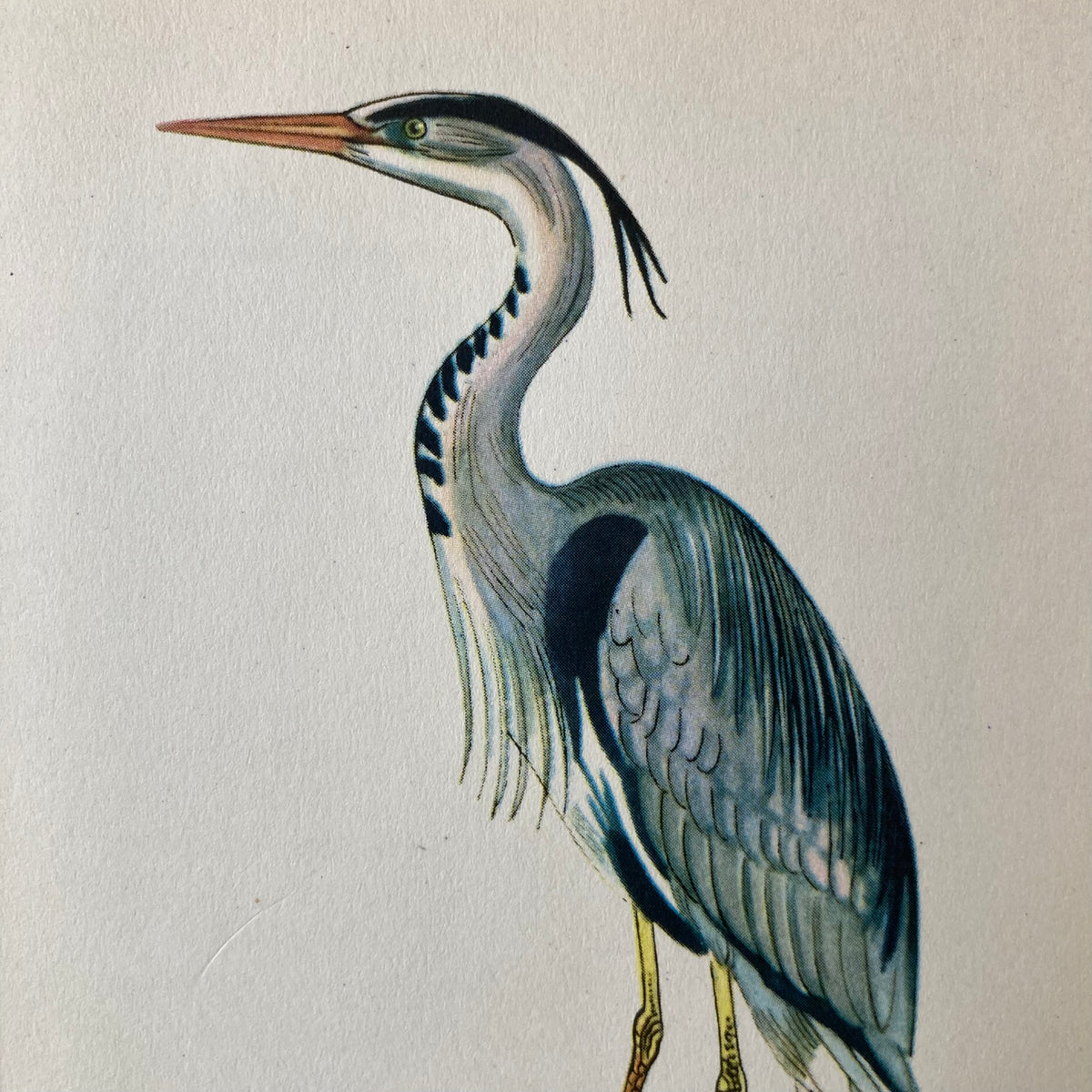 1960s Heron Mounted Print ~ 8 x 10"