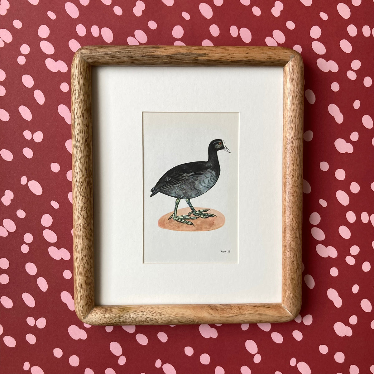 1960s Black Coot Mounted Print ~ 8 x 10"