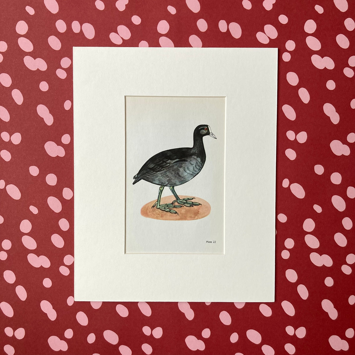 1960s Black Coot Mounted Print ~ 8 x 10"
