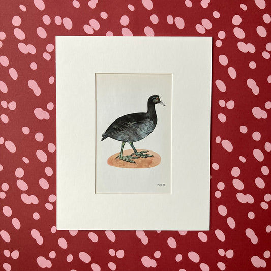 1960s Black Coot Mounted Print ~ 8 x 10"