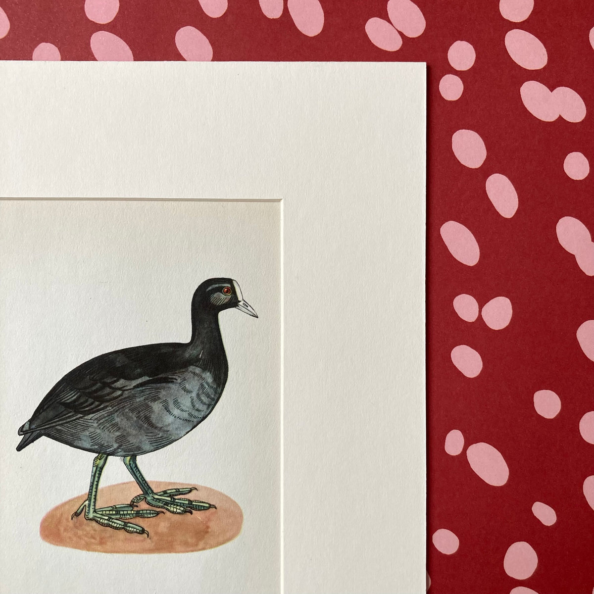 1960s Black Coot Mounted Print ~ 8 x 10"