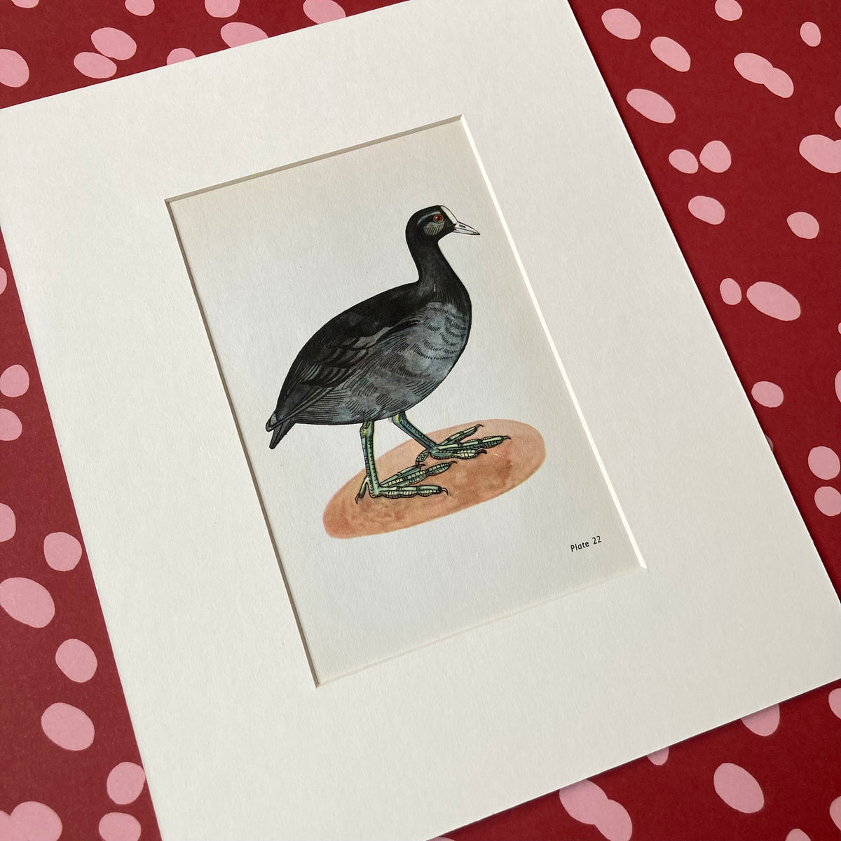 1960s Black Coot Mounted Print ~ 8 x 10"