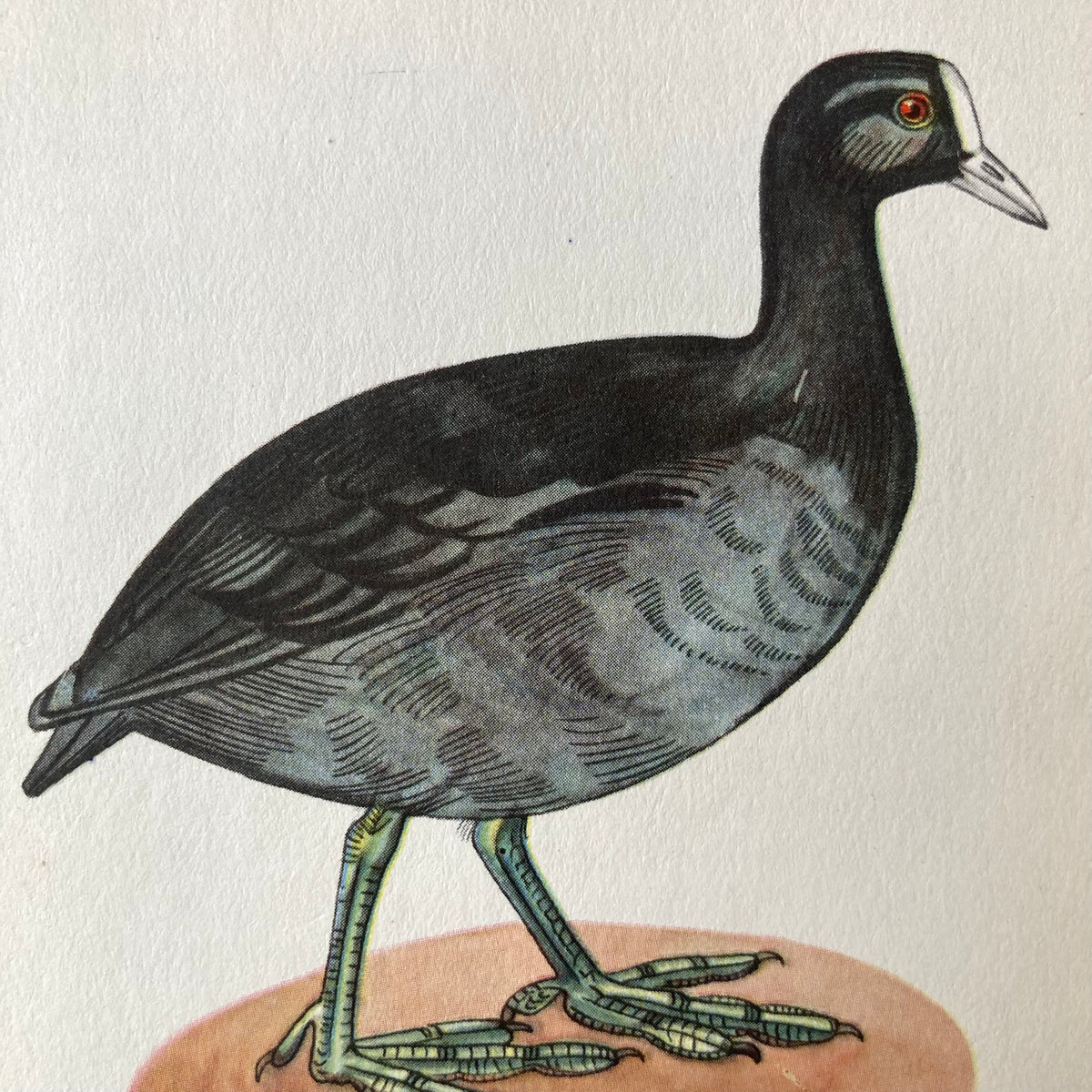 1960s Black Coot Mounted Print ~ 8 x 10"