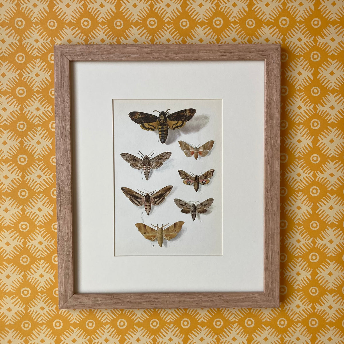1970s Hawk Moths Mounted Print ~ 10 x 12"
