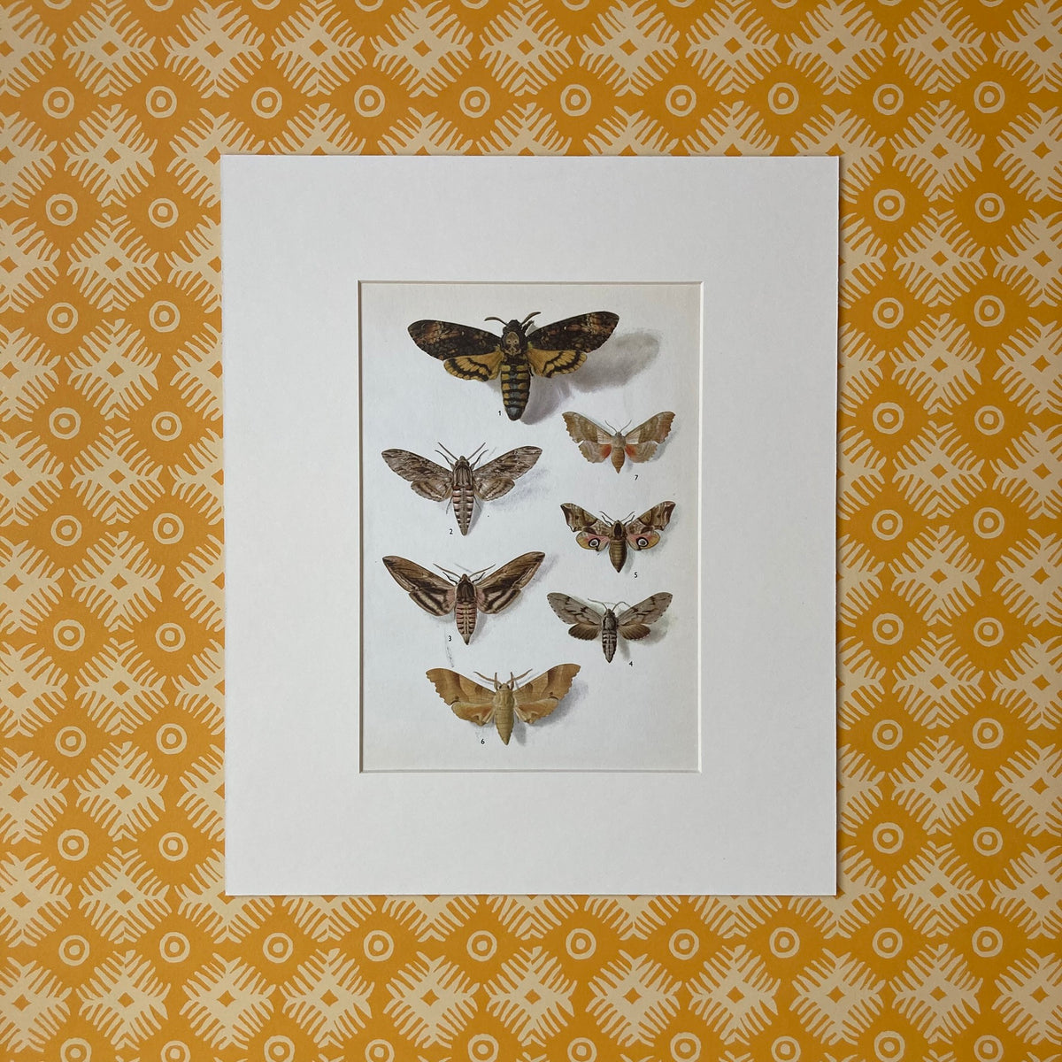 1970s Hawk Moths Mounted Print ~ 10 x 12"