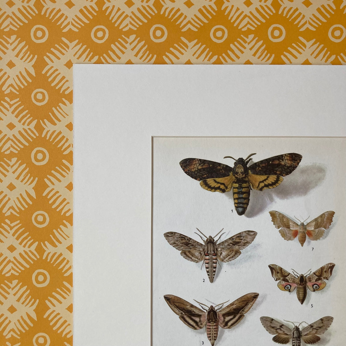 1970s Hawk Moths Mounted Print ~ 10 x 12"