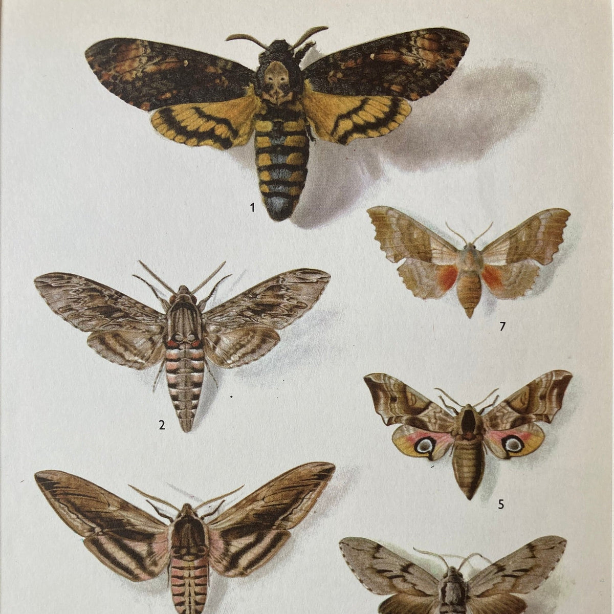1970s Hawk Moths Mounted Print ~ 10 x 12"